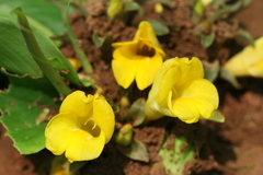 Curcuma oligantha var. lutea